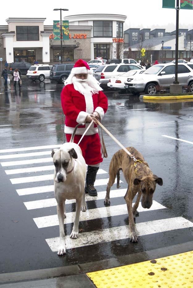 Dog Wearing Santa Pants Has a Hilarious Walk [VIDEO]